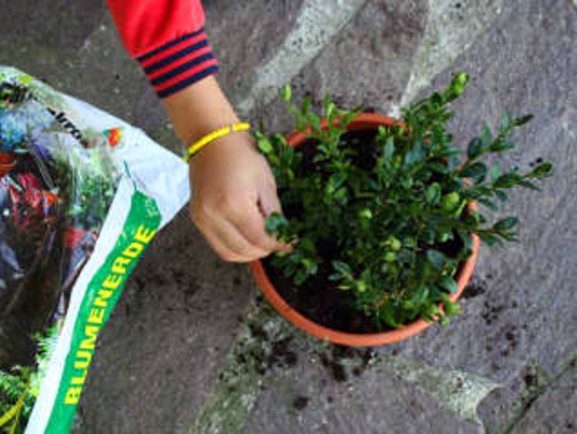 buchsbaum-topf-mit Stecklingen im Spätsommer
