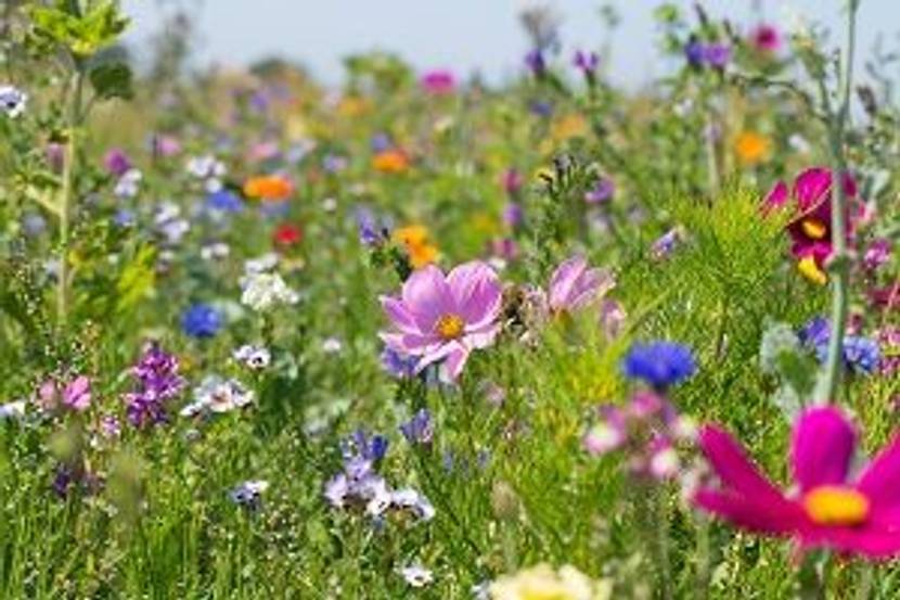 bunte blumen auf wiese