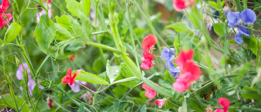 bunte duftwicken