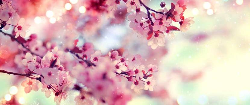 Mandelblüten als Schmuck in der blühenden Hecke