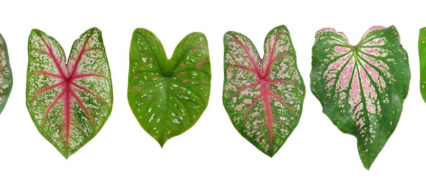 blaetter der caladium-arten