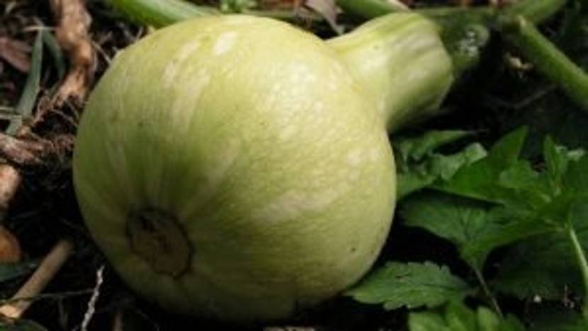 Butternut-Kürbis