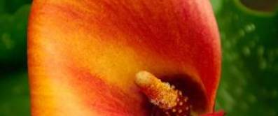 Calla als Zimmerpflanze pflegen