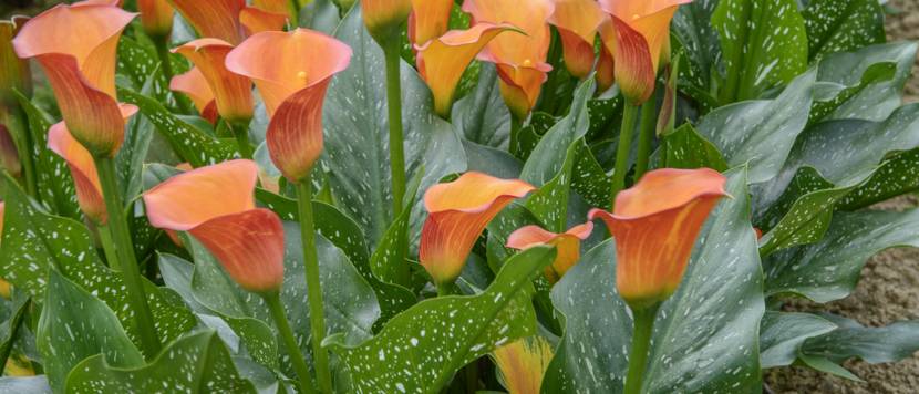 calla in orange im garten