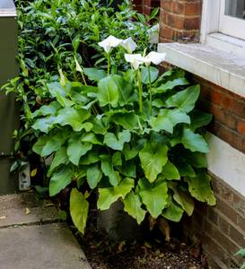 calla pflanze im topf an hauswand