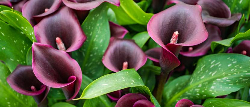 dunkelviolette calla-pflanzen mit grünen blättern