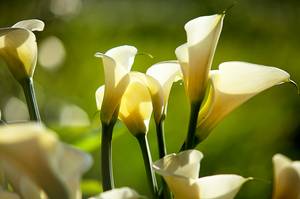 gelb-weiße calla pflanzen im garten