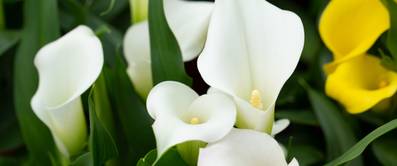 blühende weiße calla-pflanzen