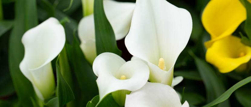 blühende weiße calla-pflanzen