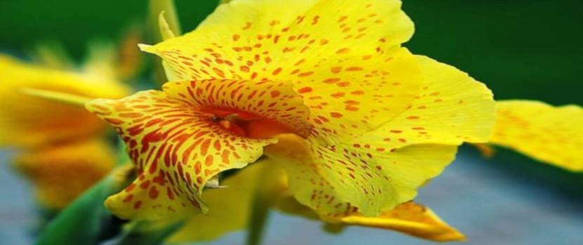 Canna Zierflanzen