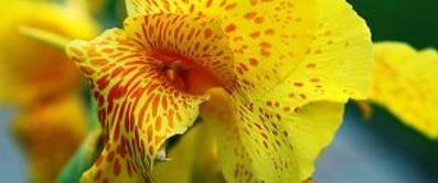 canna-1