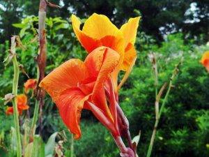 Canna Zierpflanzen