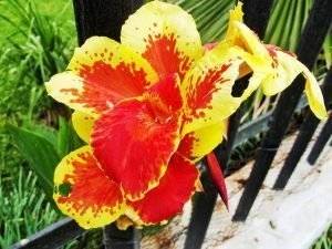 Canna Zierpflanze Neuzüchtung