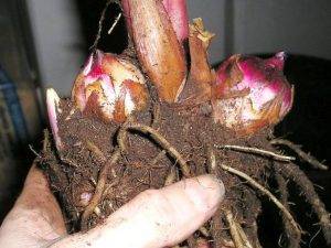 Canna Zierpflanzen Wurzel