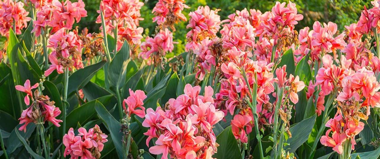 Canna Pflanzen So pflegen und pflanzen Sie das indische Blumenrohr