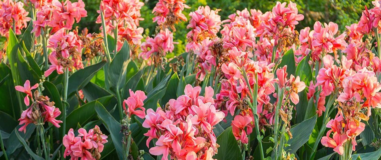 Canna Pflanzen So pflegen und pflanzen Sie das indische Blumenrohr
