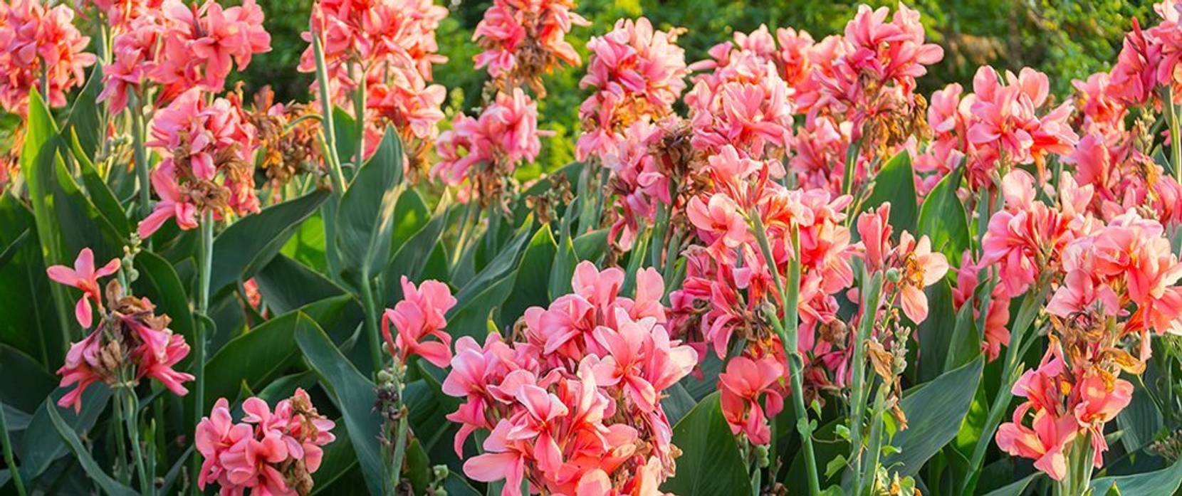 Canna Pflanzen So pflegen und pflanzen Sie das indische Blumenrohr