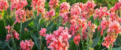 canna-pflanze-indica