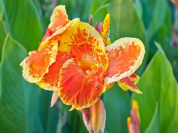 Canna Pflanzen: So pflegen und pflanzen Sie das indische Blumenrohr -  heimwerker.de