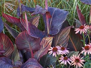 canna-pflanze-rot