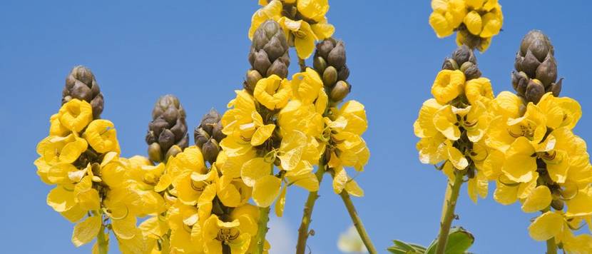 cassia didymobotrya