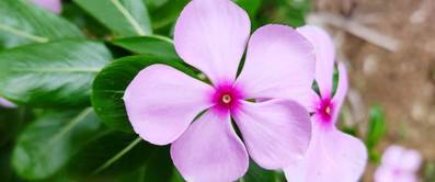 Catharanthus roseus