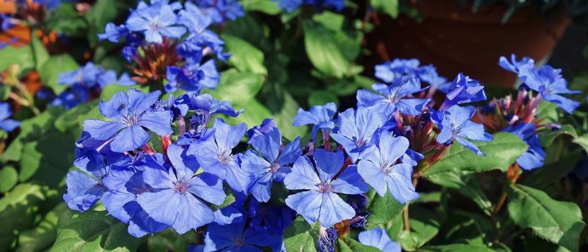 Bleiwurz im Test: Die Pflanze mit ihren blau-violetten Blüten in Nahaufnahme.