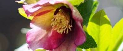 christrose-1
