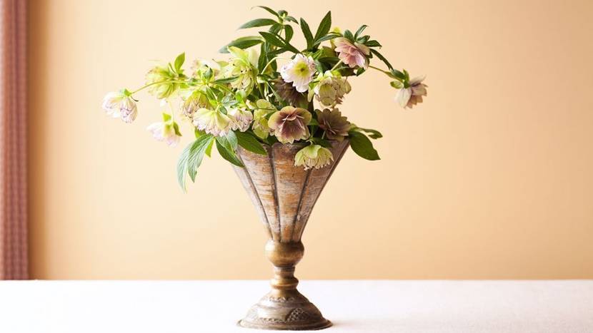 Christrose in der Vase