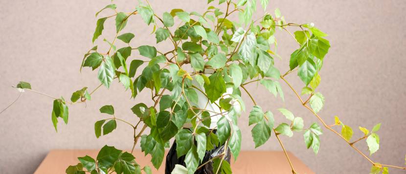 cissus rhombifolia