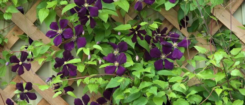Clematis pflegen 3 Tipps zur Pflege der Kletterpflanze heimwerker.de
