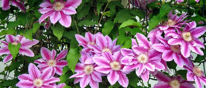 clematis-in-lila-weiss