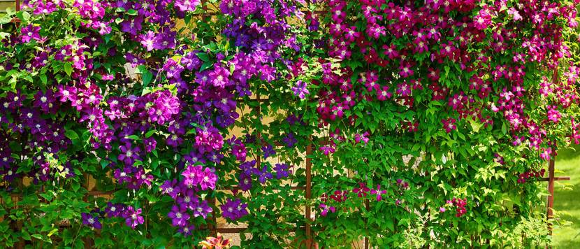 clematis-rosa-lila