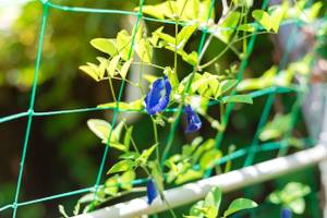 clitoria klettert an einem zaun empor