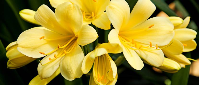 clivie mit gelben blüten