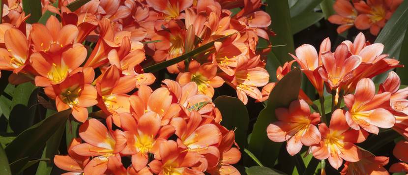 clivie im freien mit vielen orangefarbenen blüten