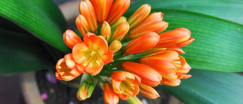 clivie im topf mit orangefarbenen blüten