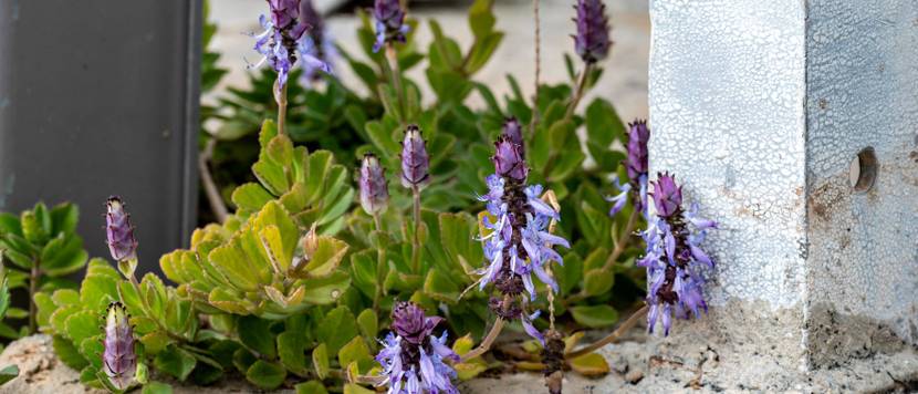 coleus-canina-hybride
