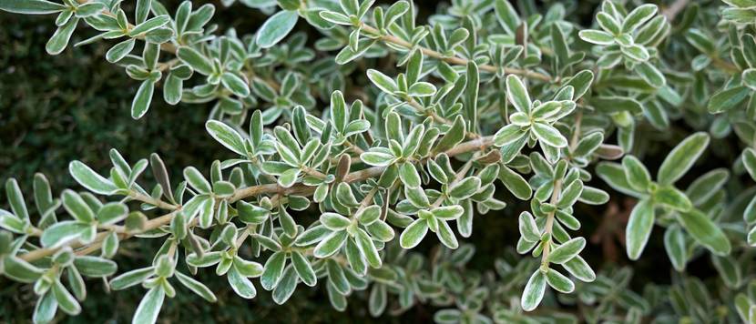 coprosma kirkii