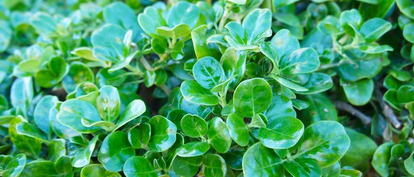 coprosma repens