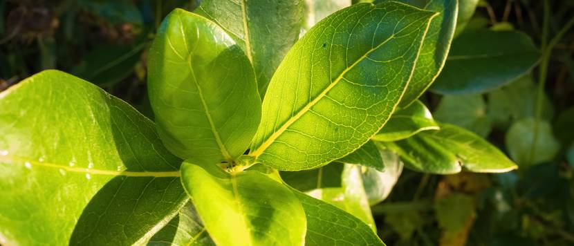 coprosma macrocarpa