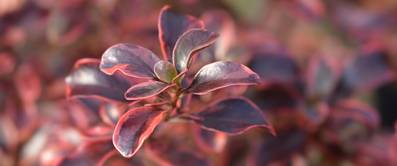 coprosma