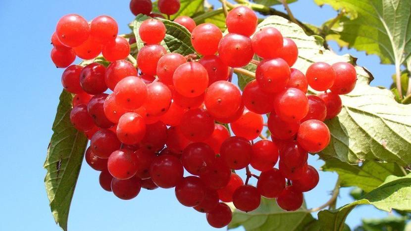 Cranberry Früchte