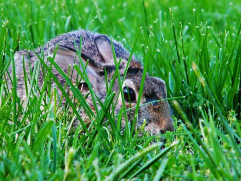 Hase im Gras