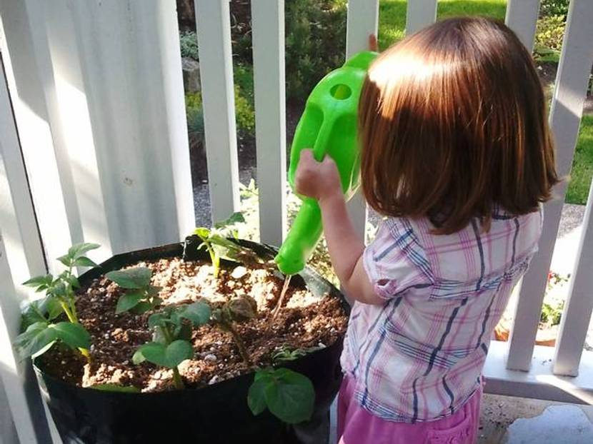 Mädchen bewässert Kartoffelpflanzen