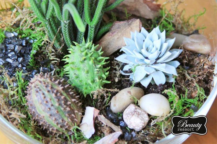 Selbst gemachtes Florarium (Mini-Terrarium)