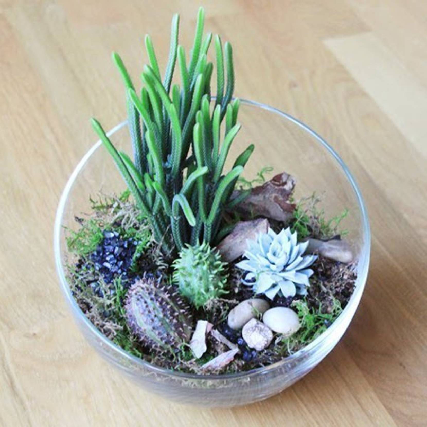 Florarium MiniTerrarium selber machen mit Moos, Kakteen und