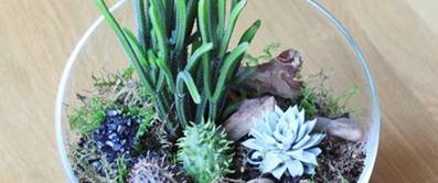 Mini-Terrarium selber machen
