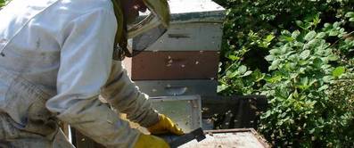 Bienenstock bauen - Bauanleitungen für Imker