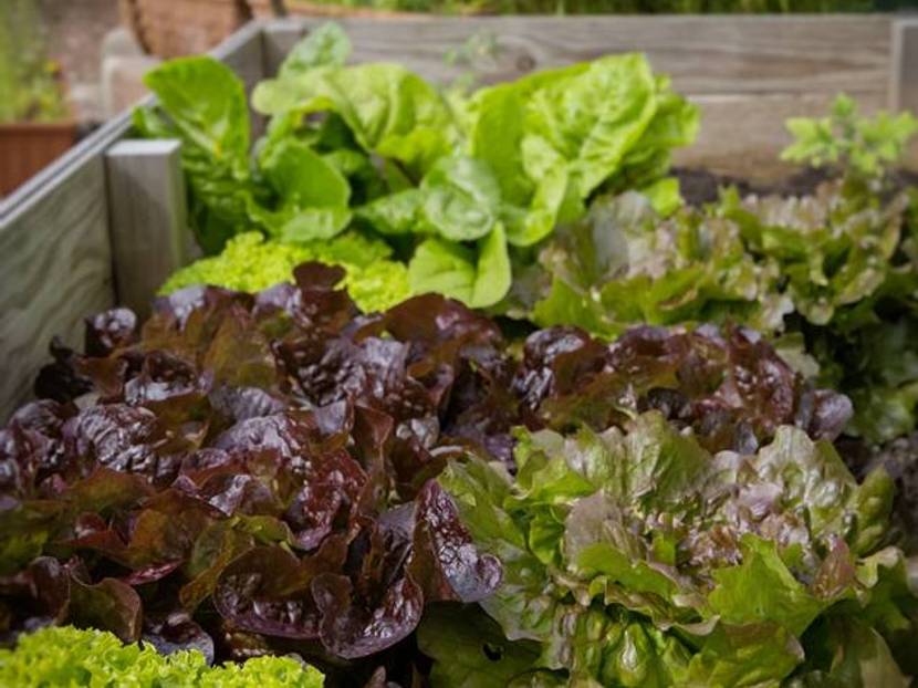 Hochbeet mit Salat bepflanzt